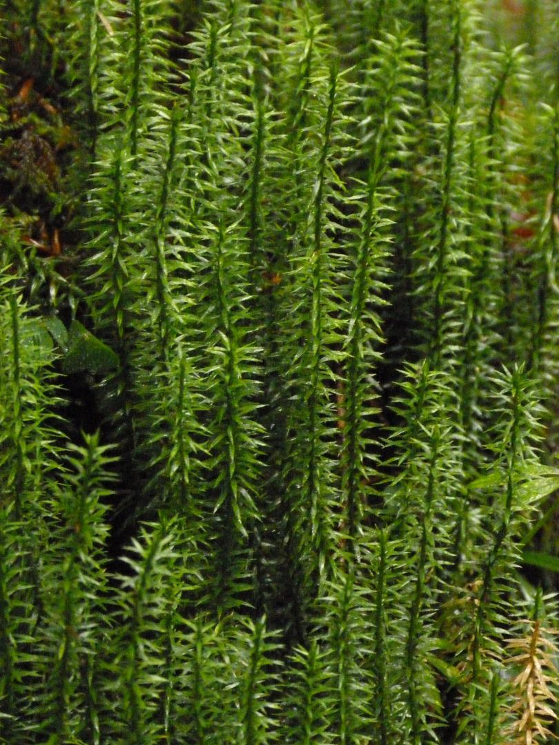 Lycopodium cfr.annotinum